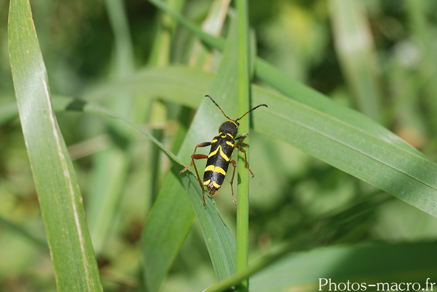 Clytus arietis